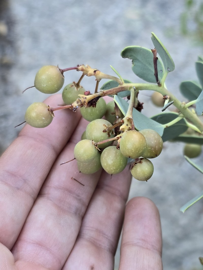Arctostaphylos peninsularis subsp. juarezensis