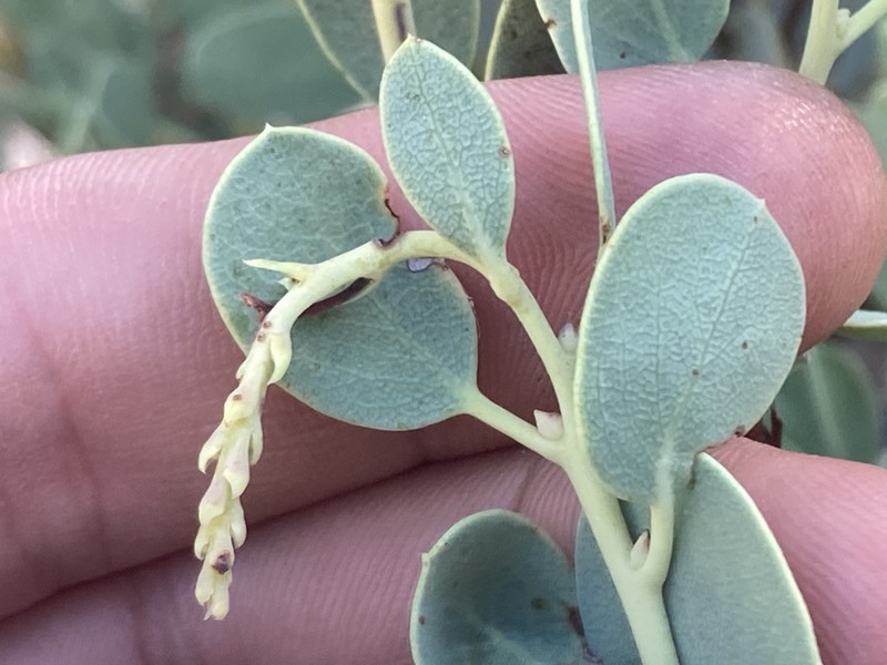 Arctostaphylos peninsularis subsp. juarezensis photo 2