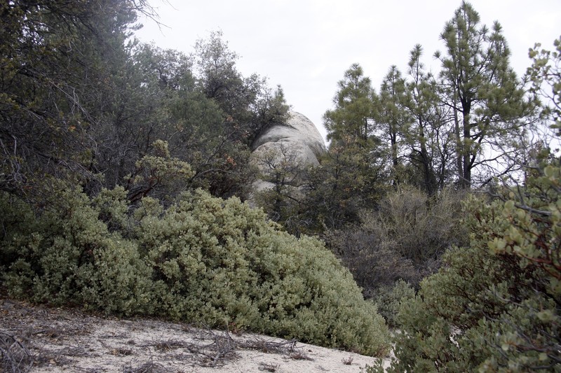Arctostaphylos peninsularis subsp. juarezensis photo 3