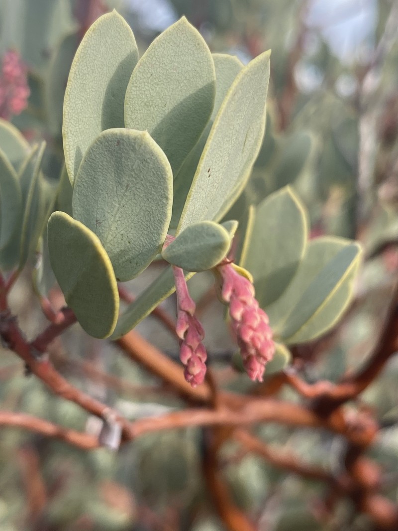 Arctostaphylos peninsularis subsp. juarezensis photo 4