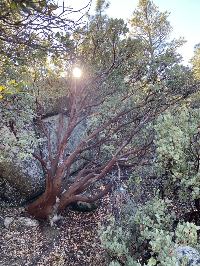Arctostaphylos peninsularis subsp. juarezensis photo 5