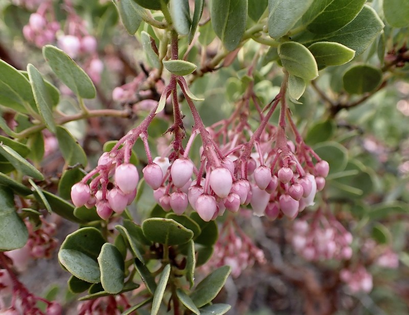 Arctostaphylos peninsularis subsp. juarezensis photo 6