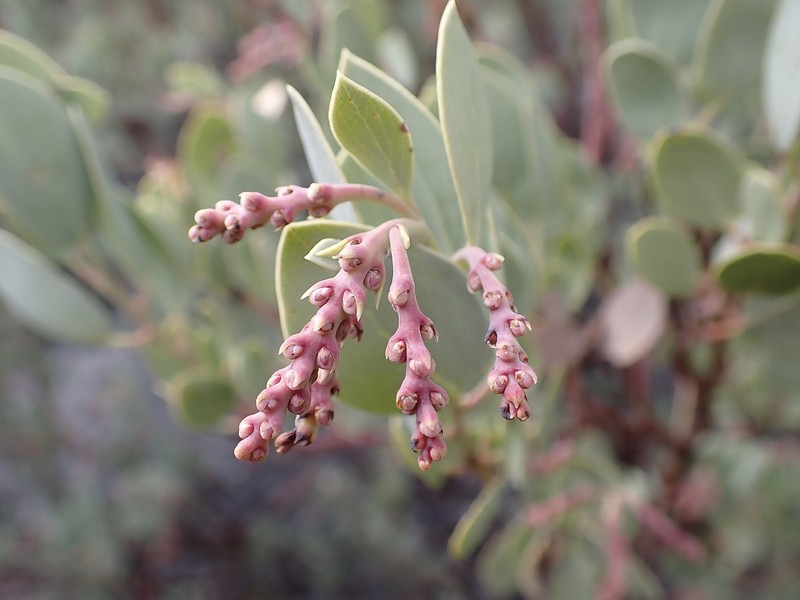Arctostaphylos peninsularis subsp. juarezensis photo 7