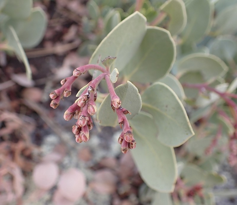 Arctostaphylos peninsularis subsp. juarezensis photo 8