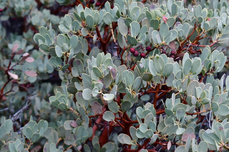 Arctostaphylos peninsularis subsp. peninsularis