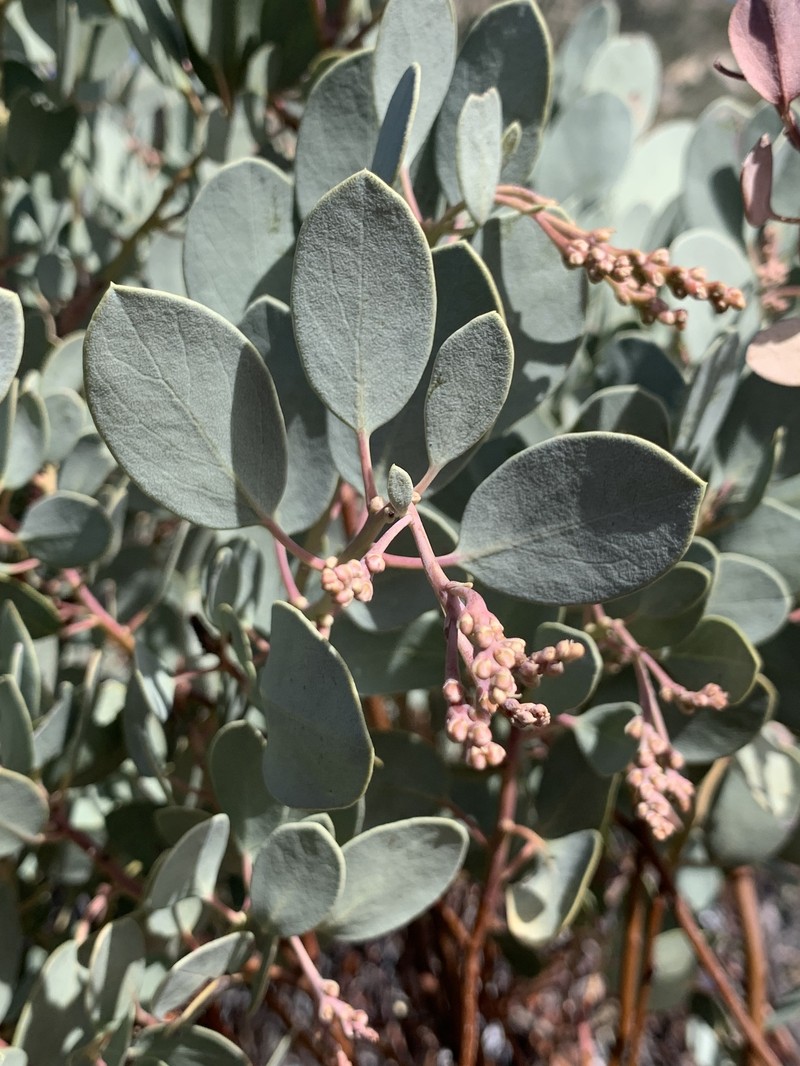 Arctostaphylos peninsularis subsp. peninsularis photo 2