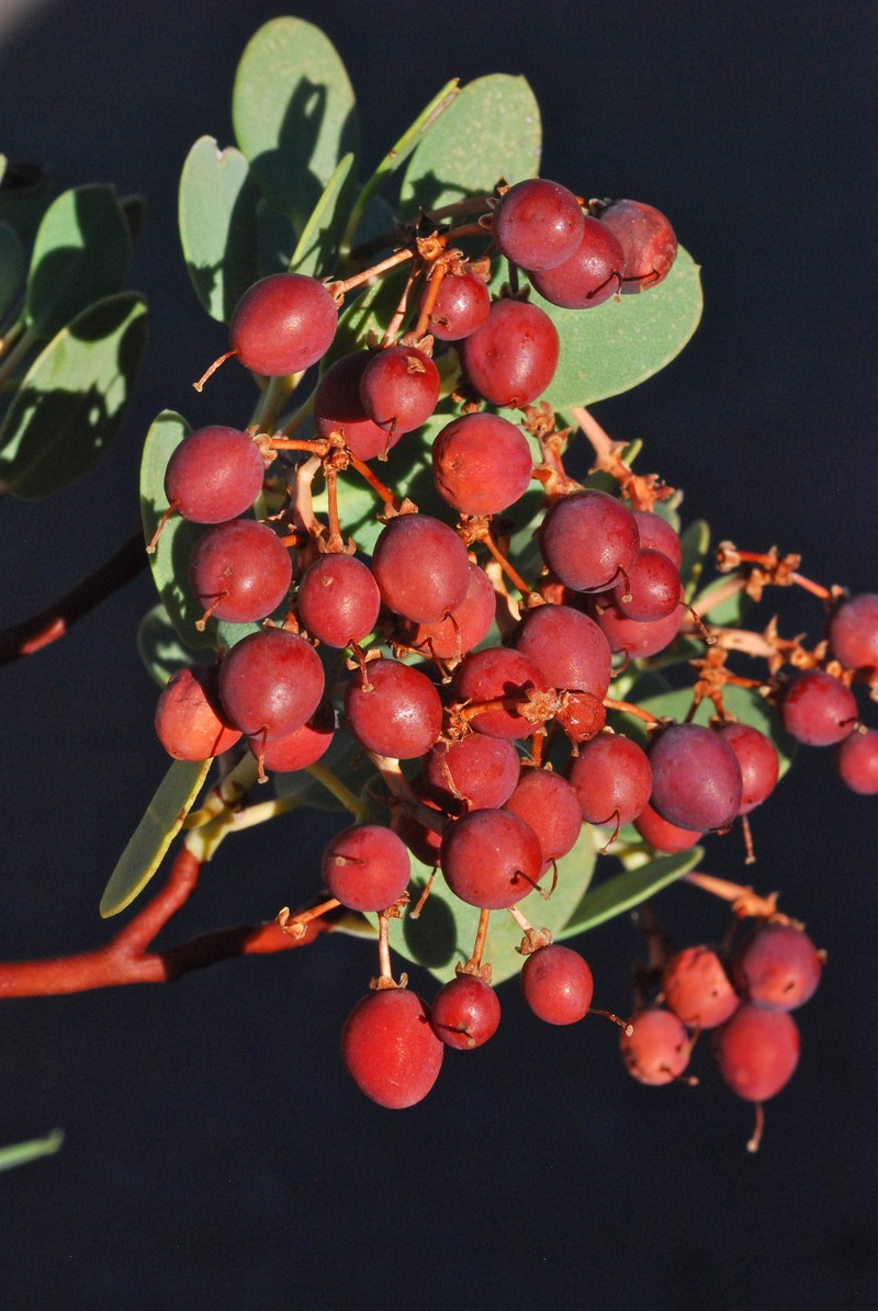Arctostaphylos peninsularis subsp. peninsularis photo 3