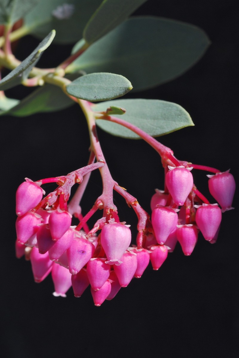 Arctostaphylos peninsularis subsp. peninsularis photo 4