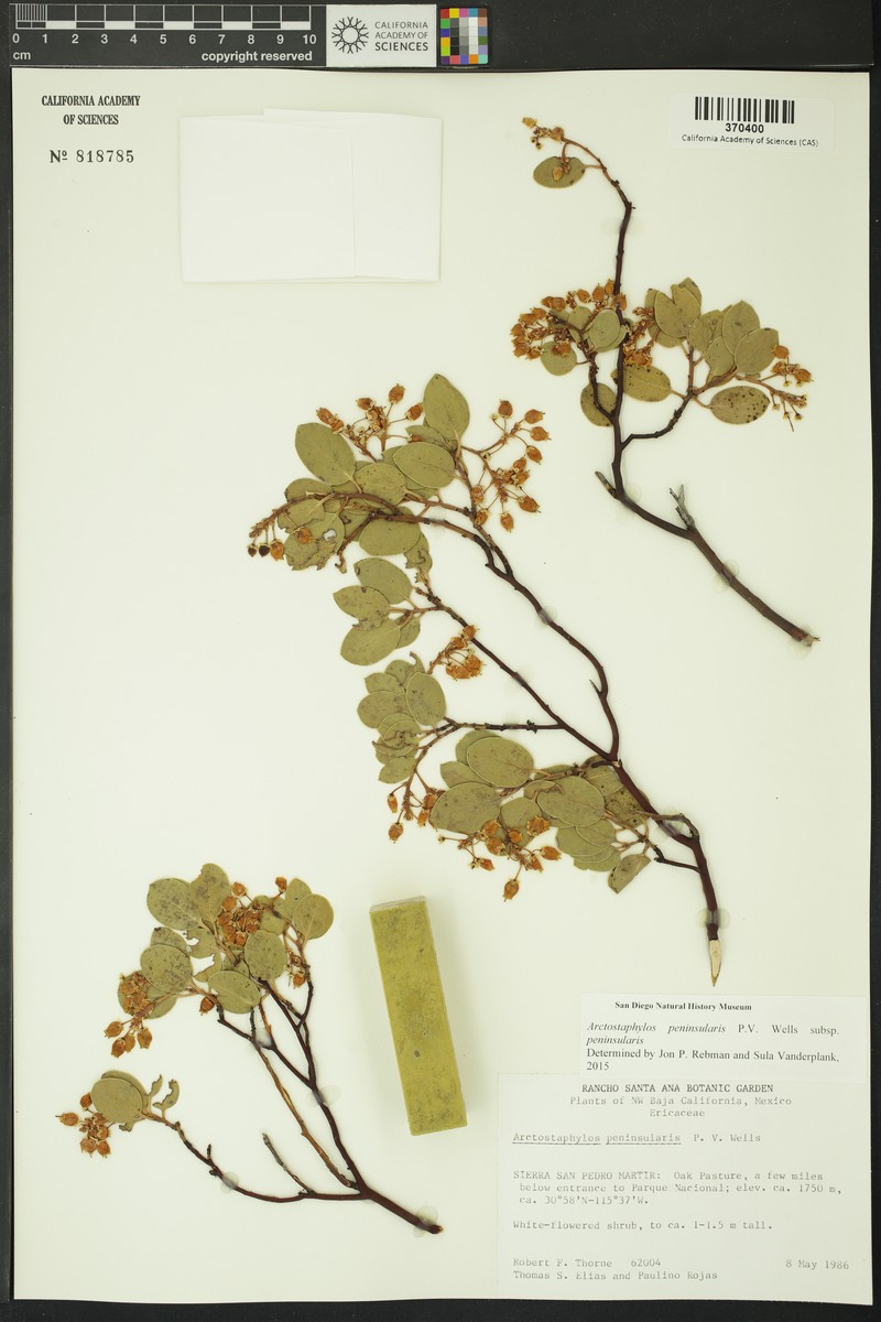 Arctostaphylos peninsularis subsp. peninsularis photo 5