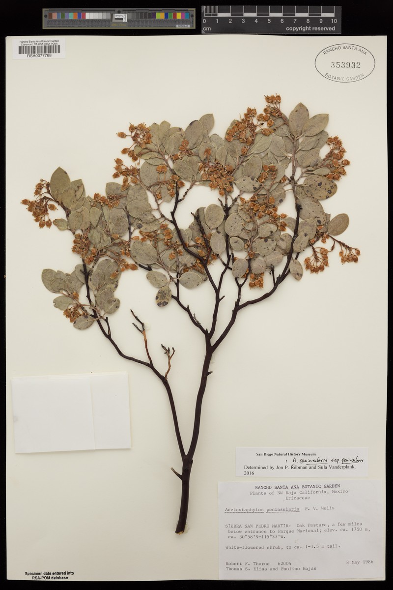Arctostaphylos peninsularis subsp. peninsularis photo 6