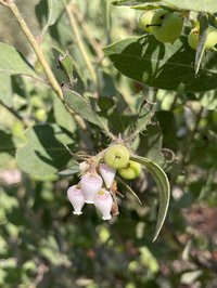 La Panza Manzanita