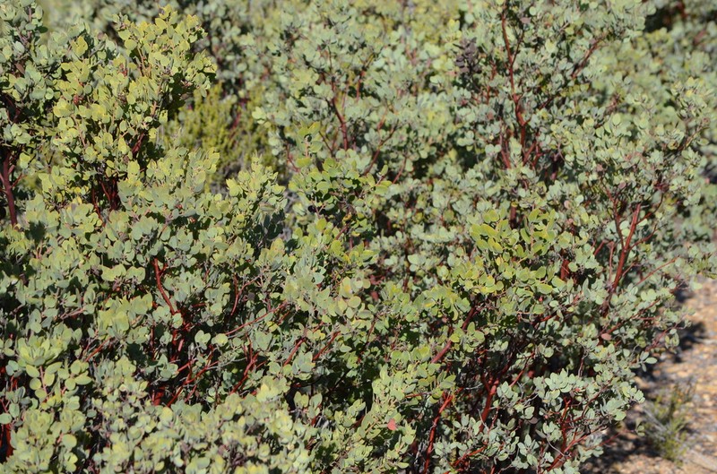 La Panza Manzanita photo 6