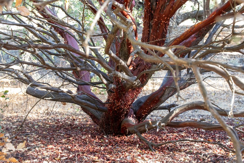 La Panza Manzanita photo 7