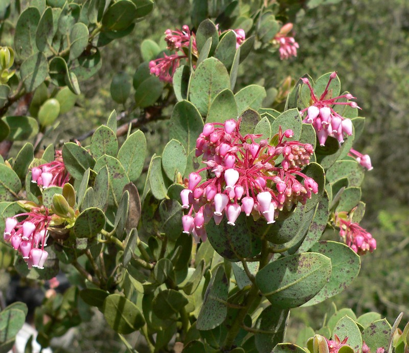 Pringle Manzanita