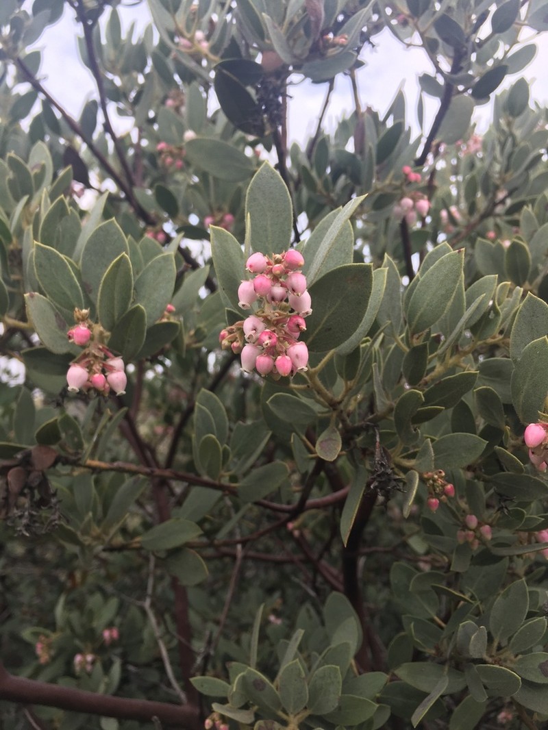 Pringle Manzanita photo 2
