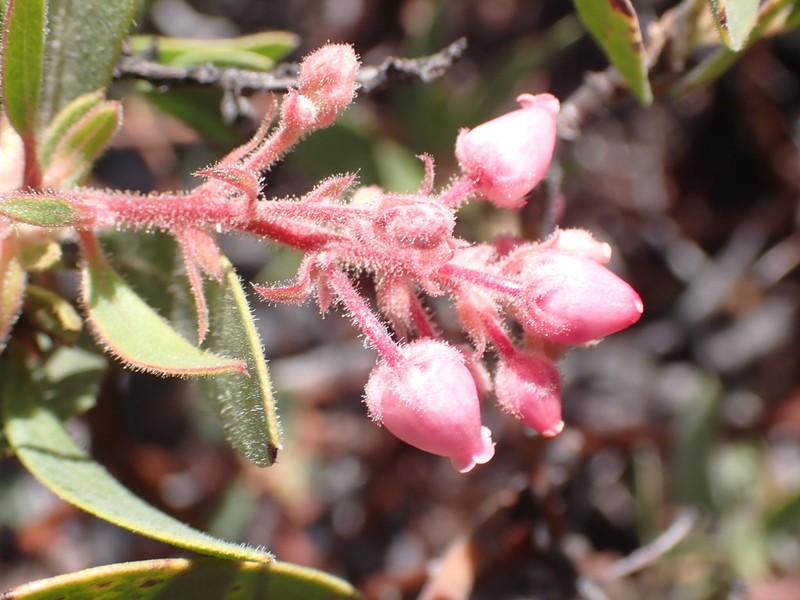 Pringle Manzanita photo 3