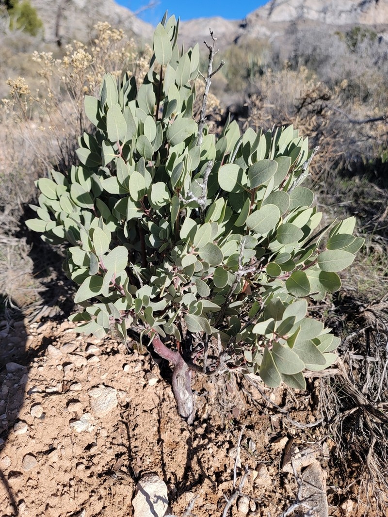 Pringle Manzanita photo 4