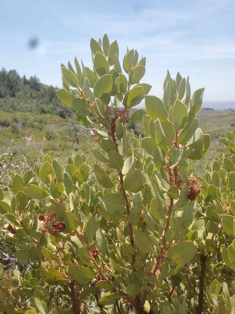 Pringle Manzanita photo 5