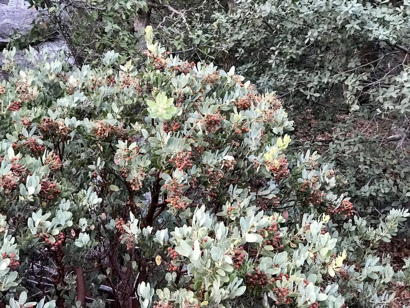 Pringle Manzanita photo 6
