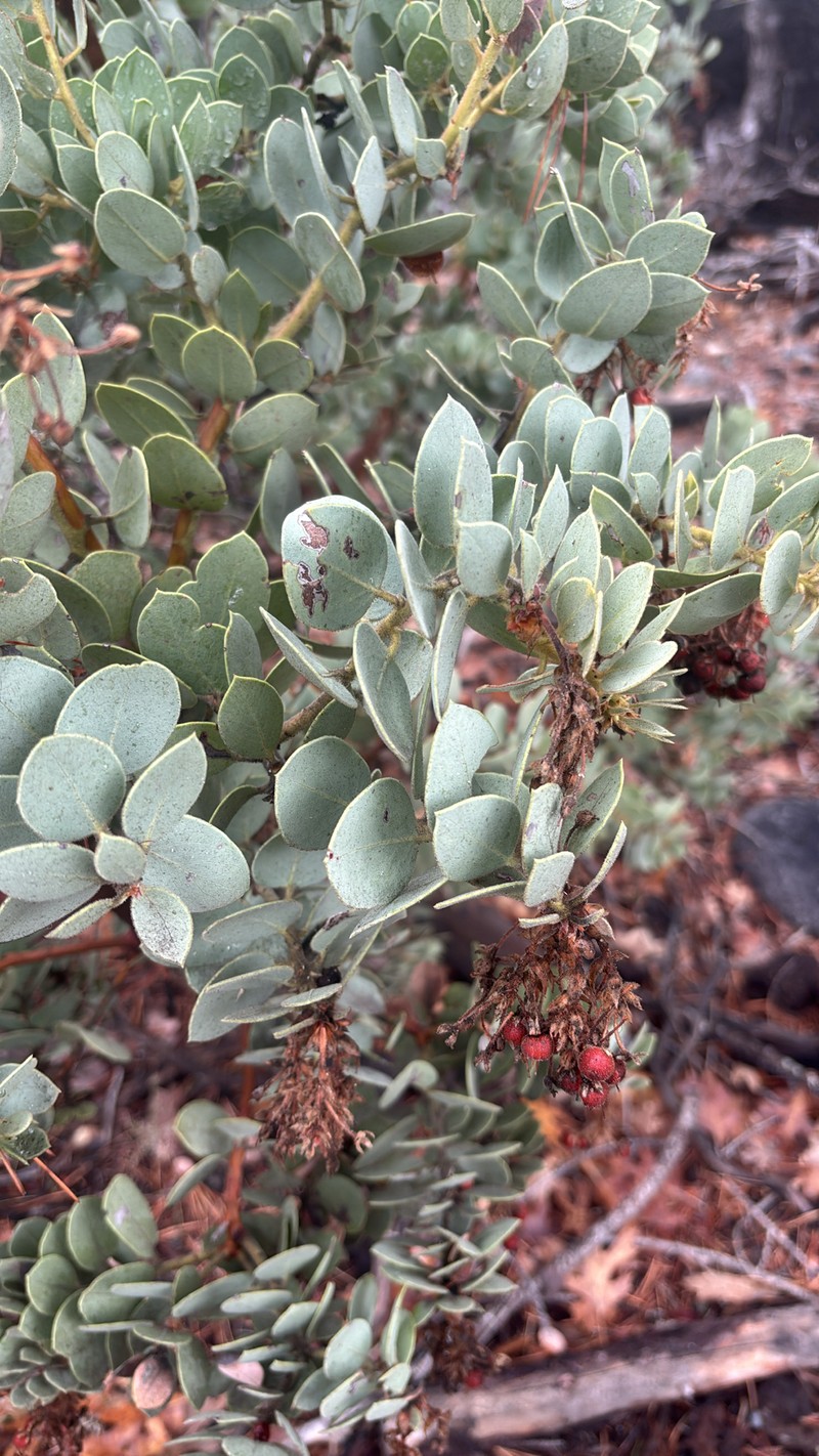 Arctostaphylos pringlei subsp. drupacea