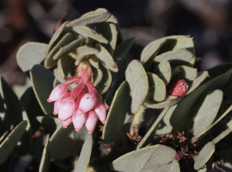 Arctostaphylos pringlei subsp. drupacea photo 2