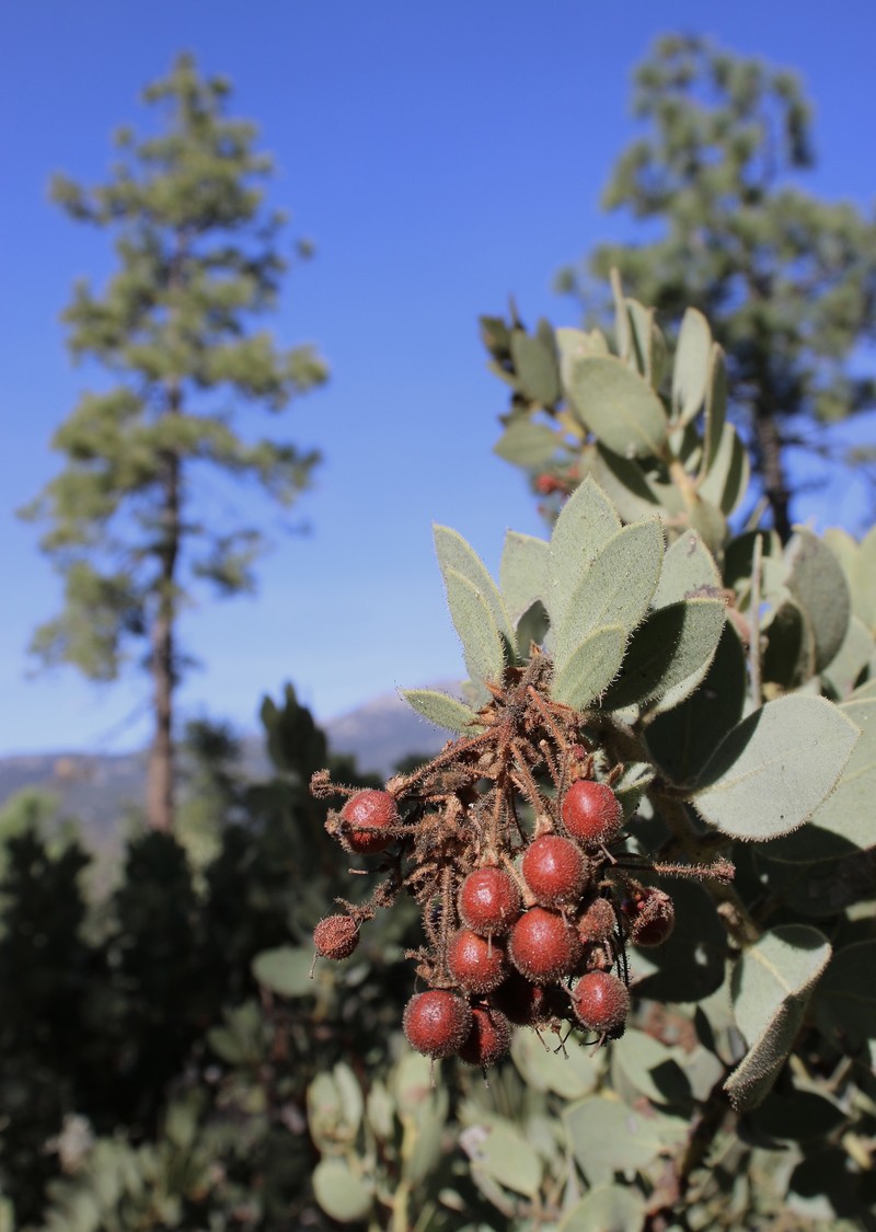 Arctostaphylos pringlei subsp. drupacea photo 3