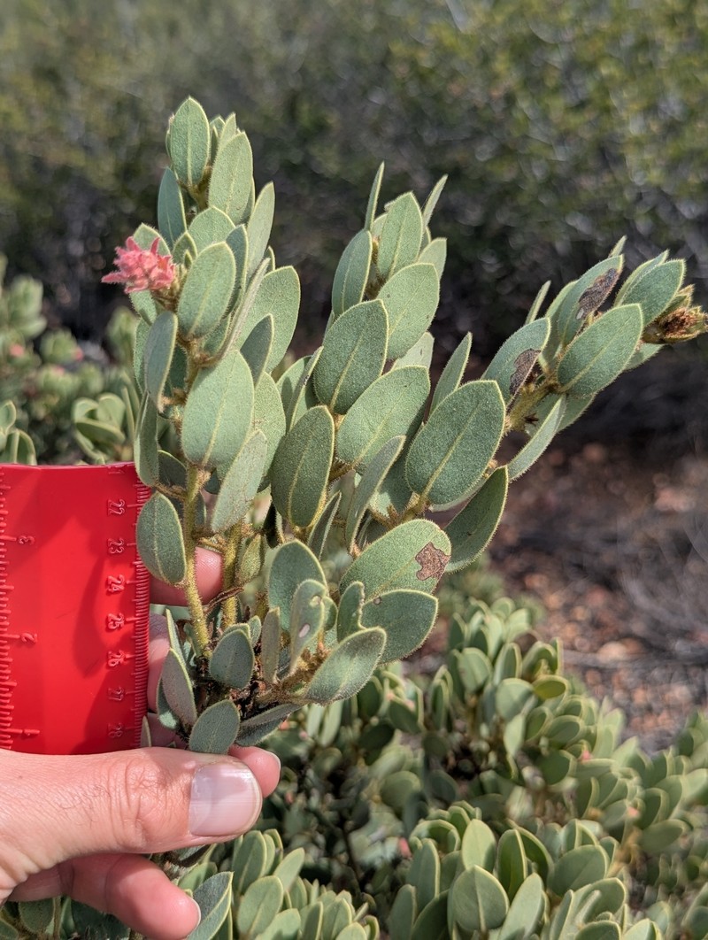 Arctostaphylos pringlei subsp. drupacea photo 4