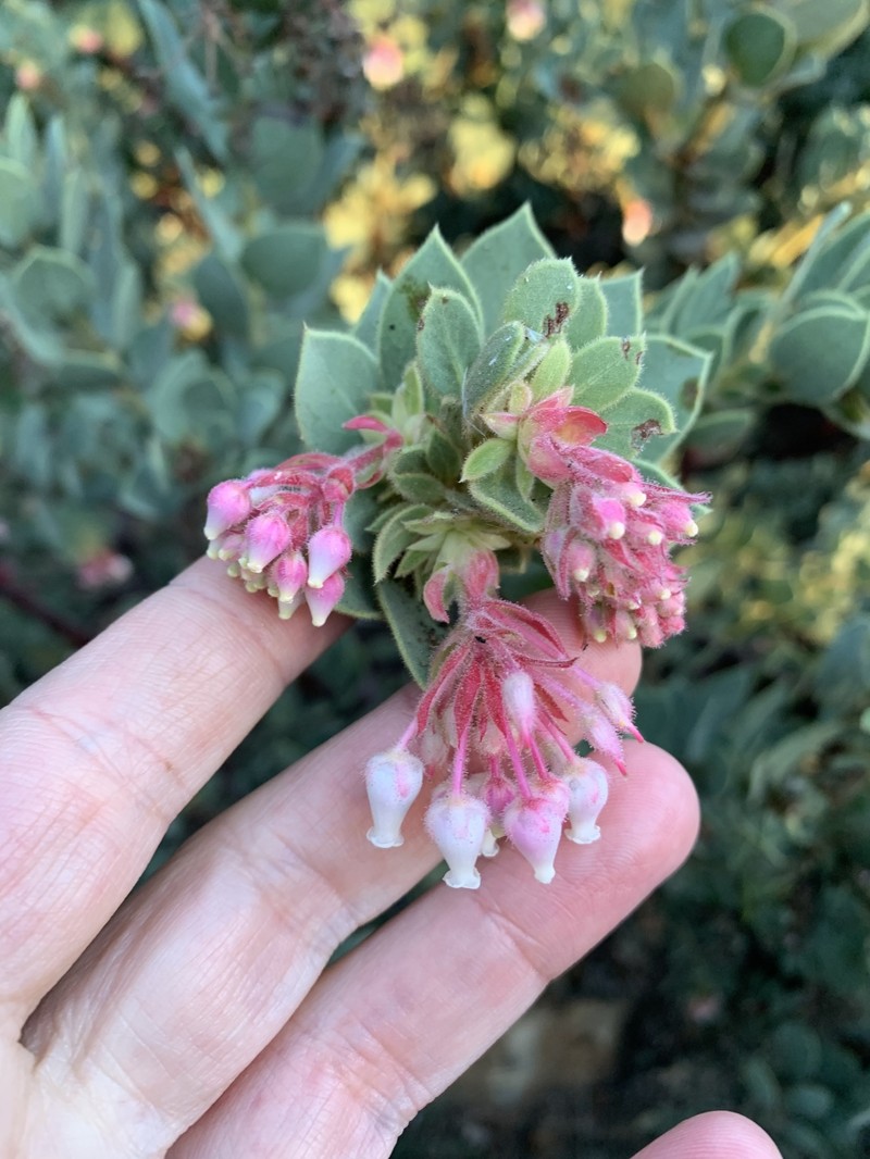 Arctostaphylos pringlei subsp. drupacea photo 5
