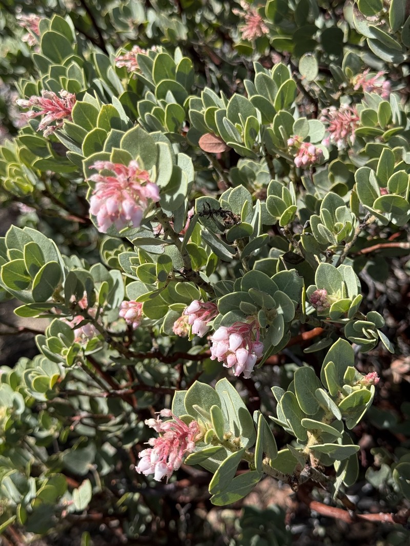 Arctostaphylos pringlei subsp. drupacea photo 6