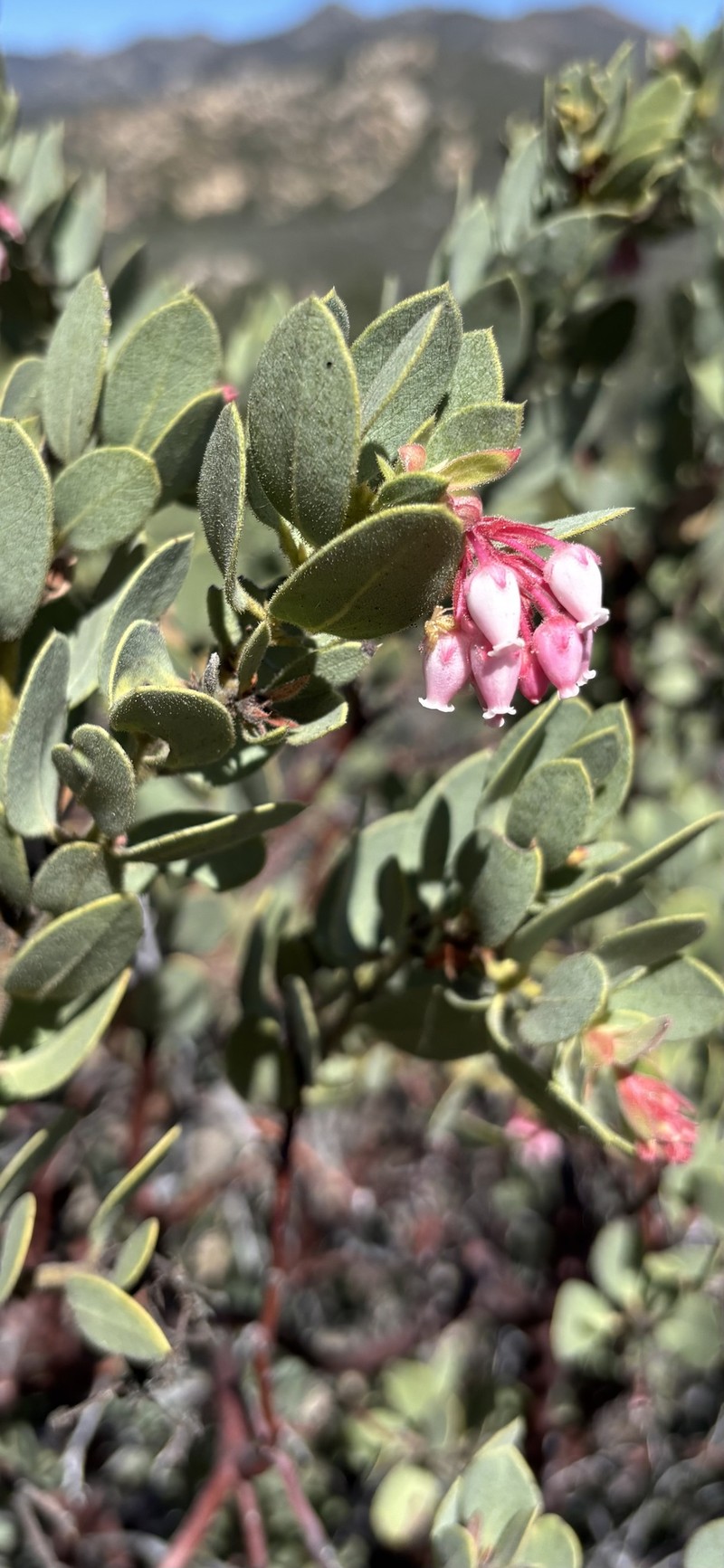 Arctostaphylos pringlei subsp. drupacea photo 7