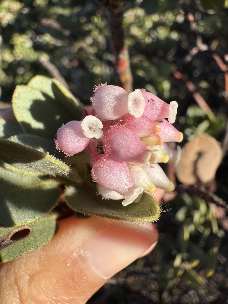 Arctostaphylos pringlei subsp. drupacea photo 8