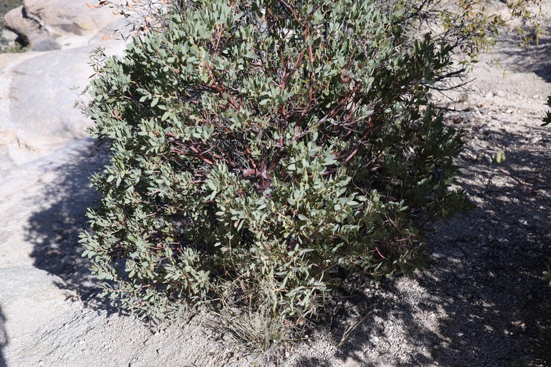 Arctostaphylos pringlei subsp. pringlei