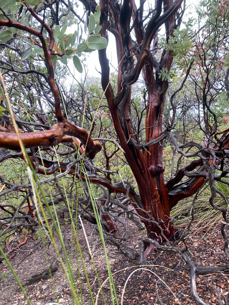 Arctostaphylos pringlei subsp. pringlei photo 2