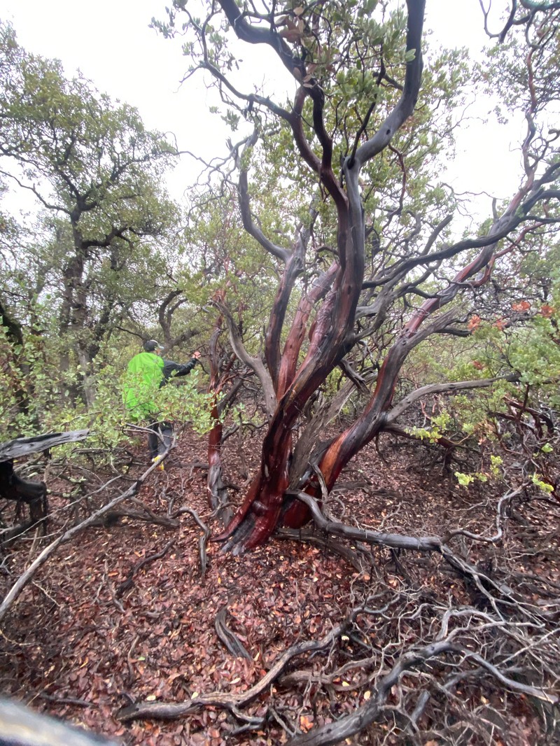 Arctostaphylos pringlei subsp. pringlei photo 3