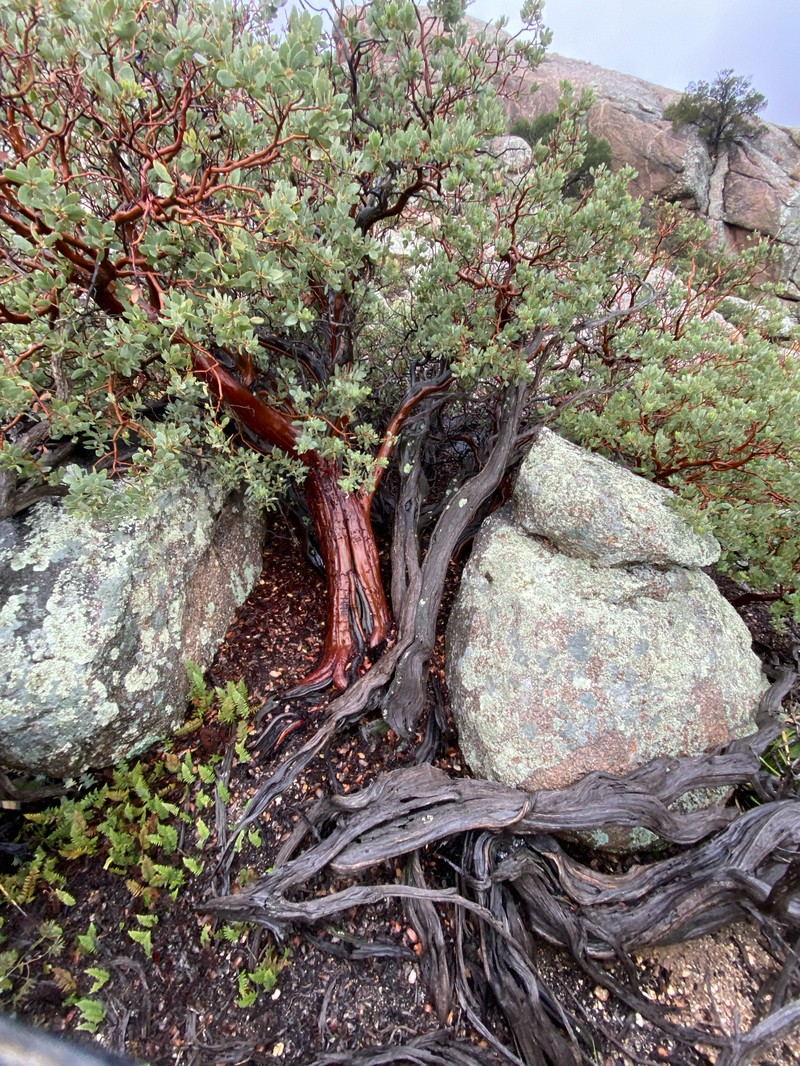 Arctostaphylos pringlei subsp. pringlei photo 4