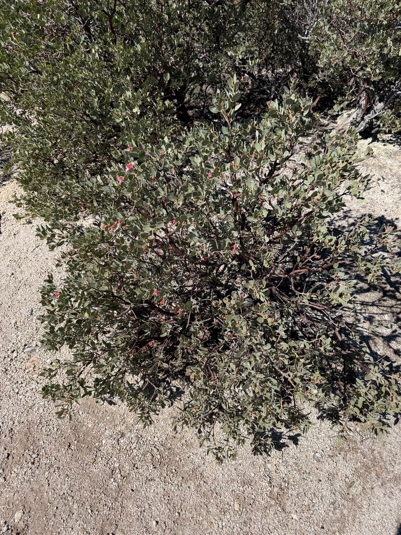 Arctostaphylos pringlei subsp. pringlei photo 5