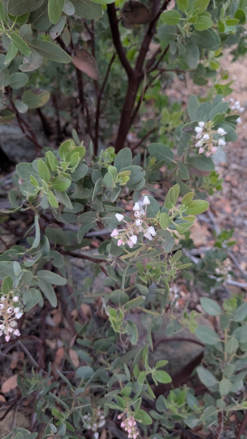 Arctostaphylos pringlei subsp. pringlei photo 6