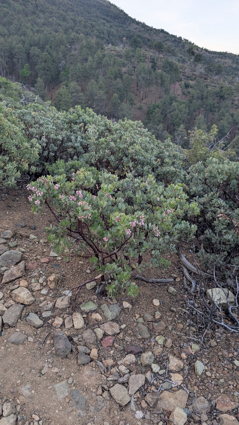 Arctostaphylos pringlei subsp. pringlei photo 7