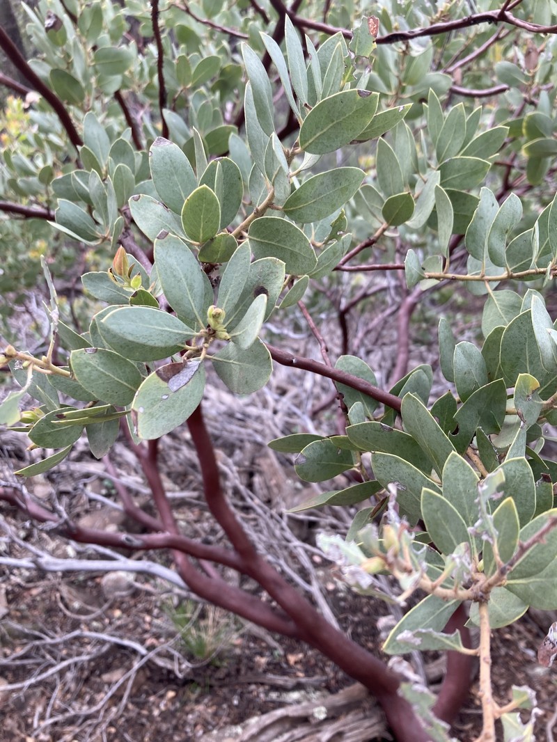 Arctostaphylos pringlei subsp. pringlei photo 8
