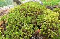 Sandmat Manzanita