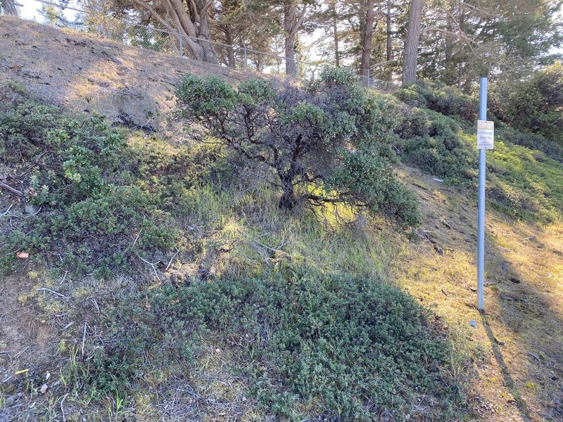 Sandmat Manzanita photo 2