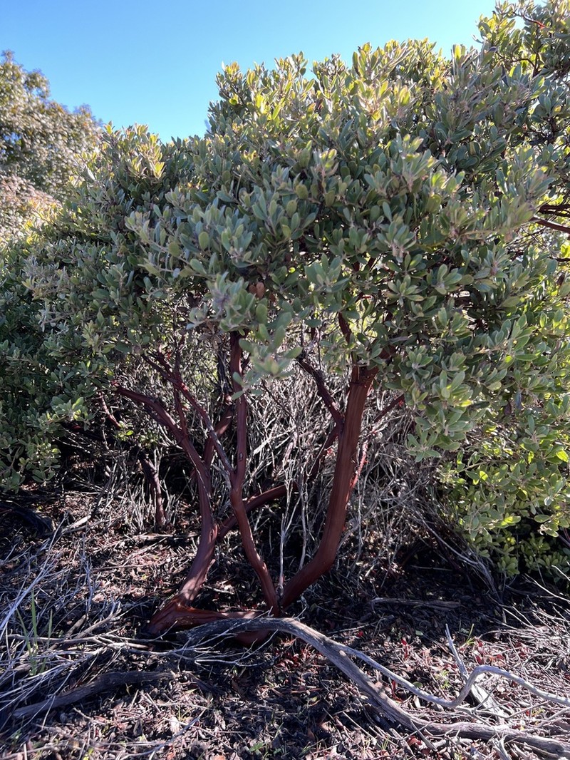 Sandmat Manzanita photo 3
