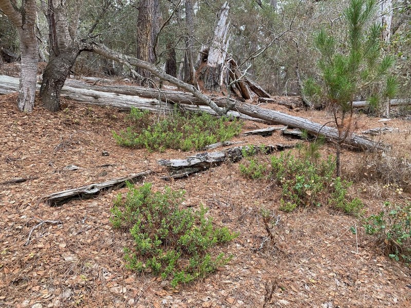 Sandmat Manzanita photo 5