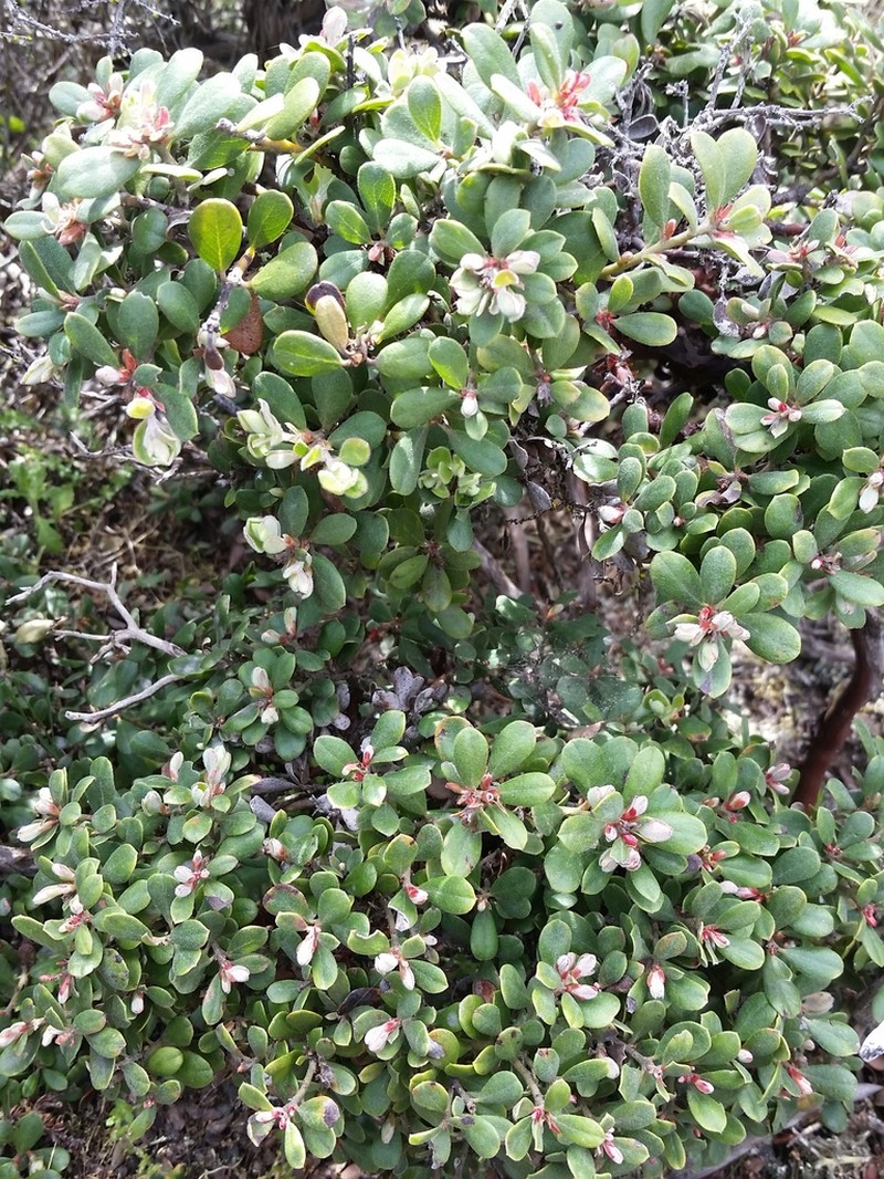 Sandmat Manzanita photo 7