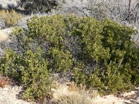 Manzanita