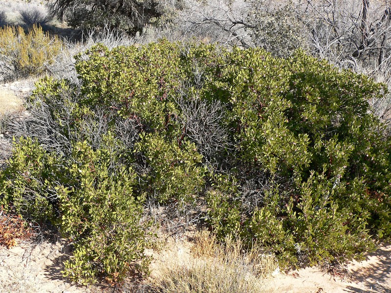 Manzanita