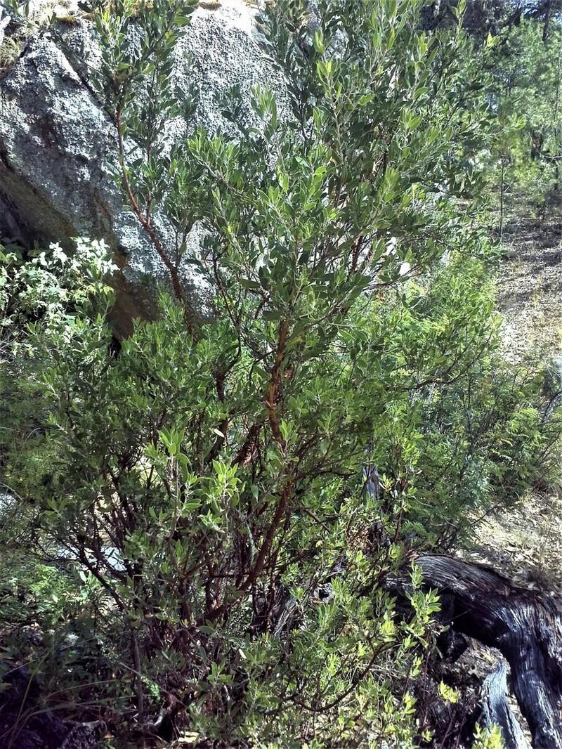 Pointleaf Manzanita photo 2