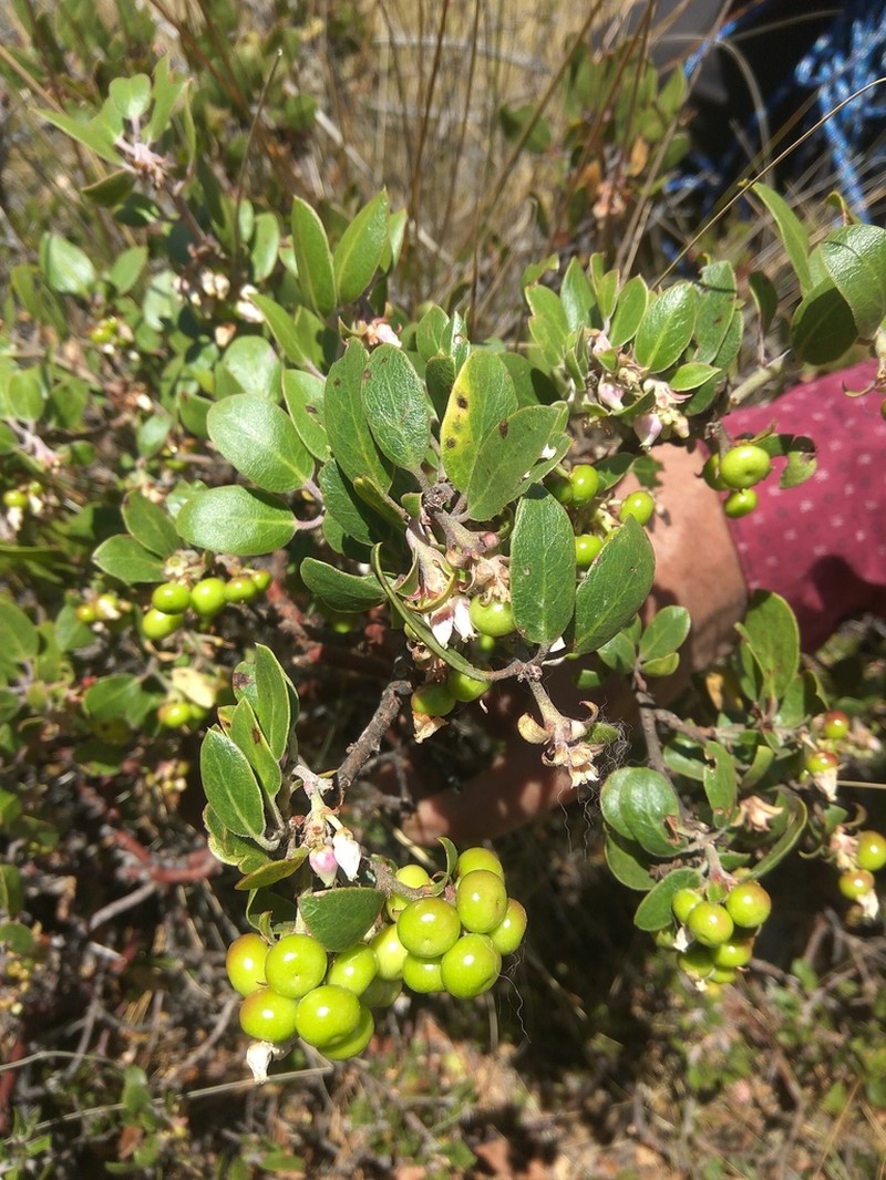 Pointleaf Manzanita photo 4