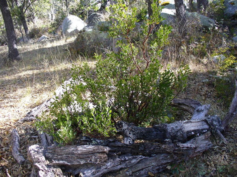 Manzanita photo 3