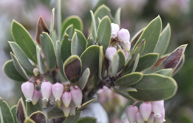 Manzanita photo 5